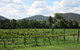 Jessica's Guest House And Vineyard - thumb 1