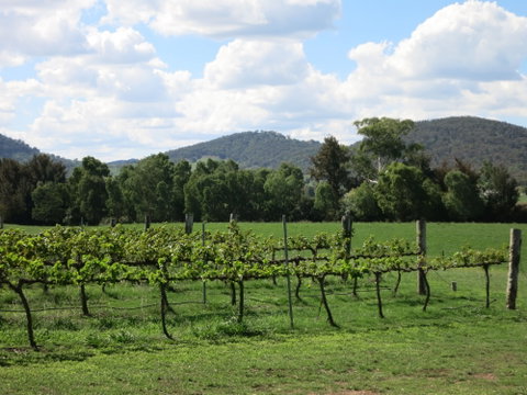 Jessica's Guest House And Vineyard - Accommodation Broome 1