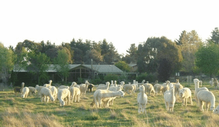 Glenhope Alpacas Self Contained Bb/farmstay - Accommodation Broome