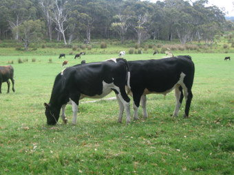 Meerup Springs Farmstay - Accommodation Broome 1