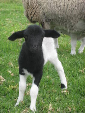 Meerup Springs Farmstay - Accommodation Broome 2