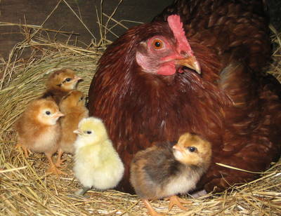 Meerup Springs Farmstay - Accommodation Broome 4