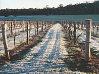 Treen Ridge Vineyard Accommodation - Accommodation Broome 1