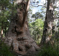 Valley of the Giants Cottage - Accommodation Broome
