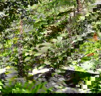 Daintree Ecolodge - Accommodation Broome