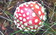 Rosebery Cabin And Tourist Park - thumb 2