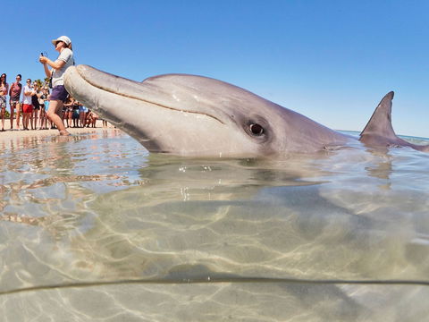 RAC Monkey Mia Dolphin Resort - Accommodation Broome 2
