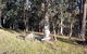 Snowy River Homestead Bed And Breakfast - thumb 3
