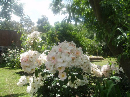 Hudspeth House Bed And Breakfast - Accommodation Broome 3