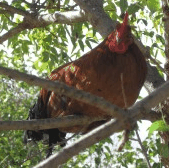 Perth City Farm Organic Markets - Accommodation Broome 3