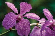 Richmond Wellness Centre - Accommodation Broome 2