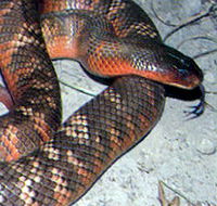 Armadale Reptile  Wildlife Centre - Accommodation Broome