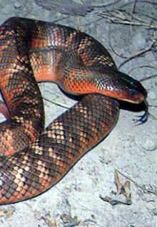 Armadale Reptile & Wildlife Centre - Accommodation Broome 0