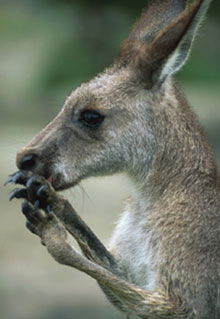 Armadale Reptile & Wildlife Centre - Accommodation Broome 2
