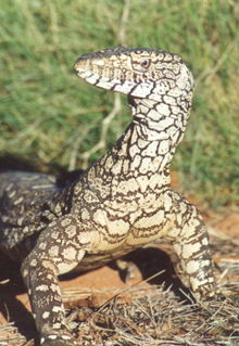 Armadale Reptile & Wildlife Centre - Accommodation Broome 3