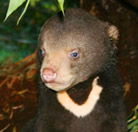 Perth Zoo - Accommodation Broome