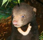 Perth Zoo - Accommodation Broome 0