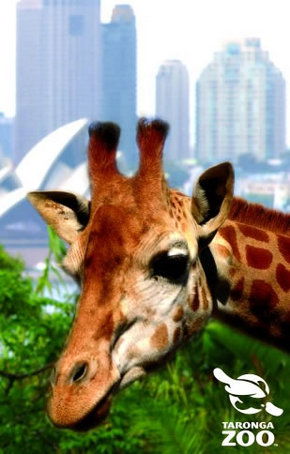 Taronga Zoo - Accommodation Broome 3