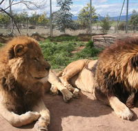 Mansfield Zoo - Accommodation Broome