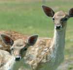 Marapana Wildlife Park - Accommodation Broome