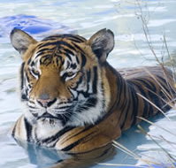 Zoo Doo Wildlife Park - Accommodation Broome