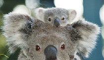 Billabong Koala And Wildlife Park - Accommodation Broome 0