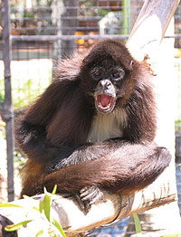 Billabong Koala And Wildlife Park - Accommodation Broome 1