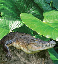 Billabong Koala And Wildlife Park - Accommodation Broome 2