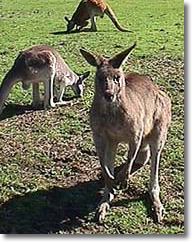 OZe Wildlife - Accommodation Broome 1
