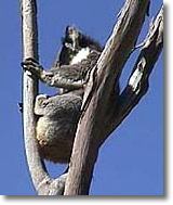 OZe Wildlife - Accommodation Broome 2