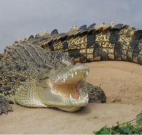 Dundee's Wildlife Park - Accommodation Broome