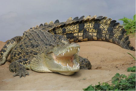 Dundee's Wildlife Park - Accommodation Broome 0