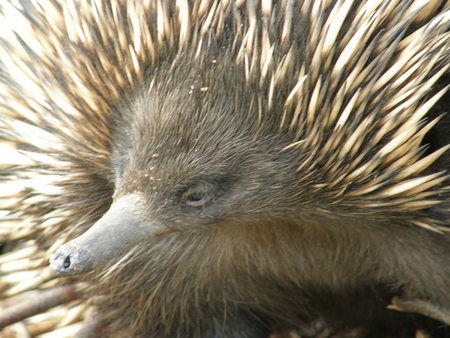 Dundee's Wildlife Park - Accommodation Broome 3