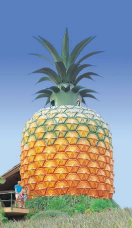 The Big Pineapple - Accommodation Broome 0