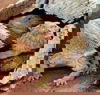 Alice Springs Reptile Centre - Accommodation Broome