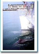 Temptation Sailing - Accommodation Broome 1