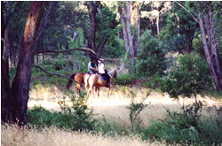 High Country Horses - Accommodation Broome 1