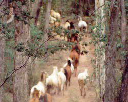High Country Horses - Accommodation Broome 2