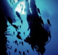 Scuba World - Accommodation Broome