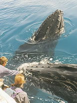 Storeyline Tours - Accommodation Broome 1