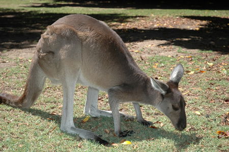 Bunbury Wildlife Park - Accommodation Broome 1