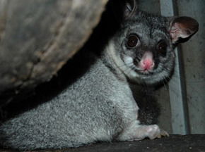 Bunbury Wildlife Park - Accommodation Broome 2
