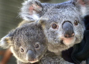 Symbio Wildlife Gardens - Accommodation Broome 1