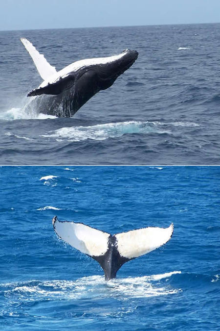 Mills Charters Fishing And Whale Watch Cruises - Accommodation Broome 3