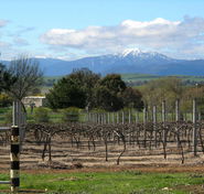 Buller View Wines - Accommodation Broome