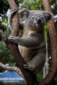Currumbin Wildlife Sanctuary - Accommodation Broome 1