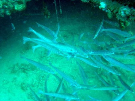 Underwater Sports Diving Centre - Accommodation Broome 1