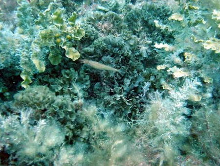 Underwater Sports Diving Centre - Accommodation Broome 3