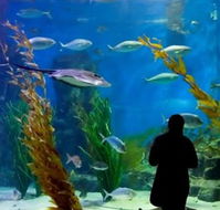 Melbourne Aquarium - Accommodation Broome