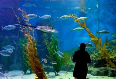 Melbourne Aquarium - Accommodation Broome 0
